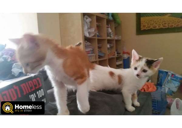 תמונה 2 ,חתולים מעורב   במבה וביסלי וסילבי למסירה בנתניה