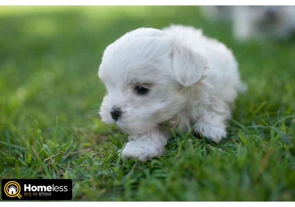 תמונה 2 ,כלבים מלטז   גורי מלטז מדהימים למכירה בפתח תקווה