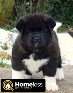 תמונה 1 ,כלבים אקיטה יפני   American Akita למכירה בפתח תקווה