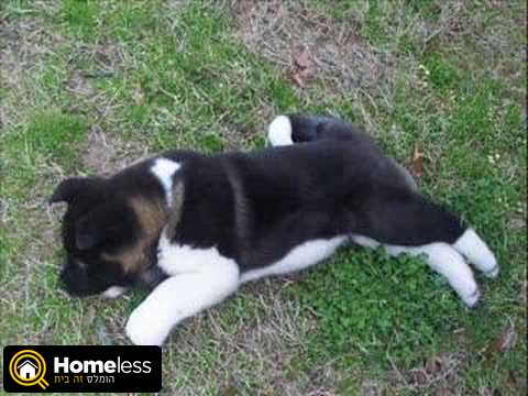 תמונה 2 ,כלבים אקיטה יפני   American Akita למכירה בפתח תקווה