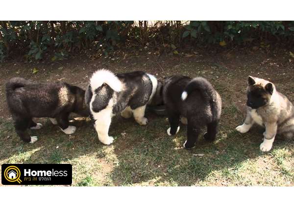 תמונה 3 ,כלבים אקיטה יפני   American Akita למכירה בפתח תקווה