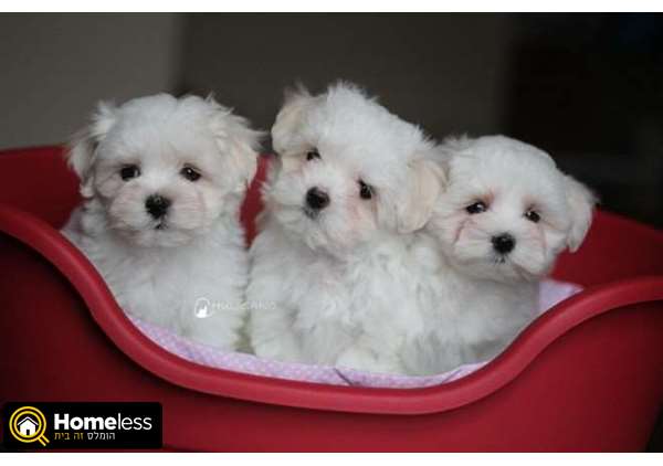 תמונה 1 ,כלבים מלטז   גורי מלטז מדהימים למכירה בפתח תקווה