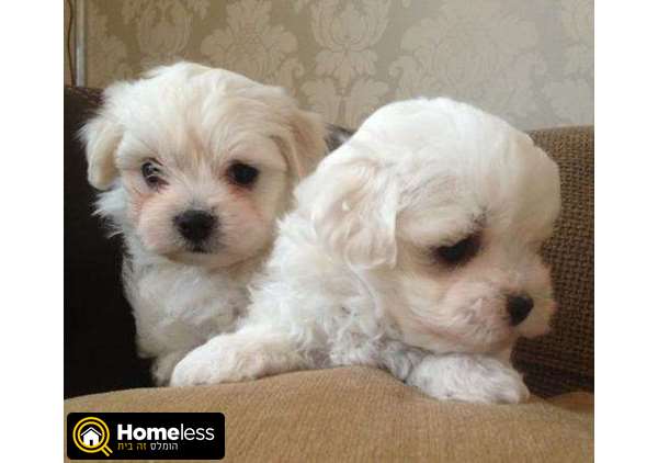 תמונה 2 ,כלבים מלטז   גורי מלטז מדהימים למכירה בפתח תקווה