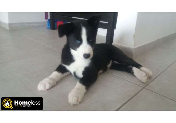 תמונה 1 ,כלבים האסקי סיביר   גור  למכירה בנצרת עילית