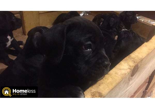 תמונה 2 ,כלבים קאנה קורסו   א למכירה בנחשון