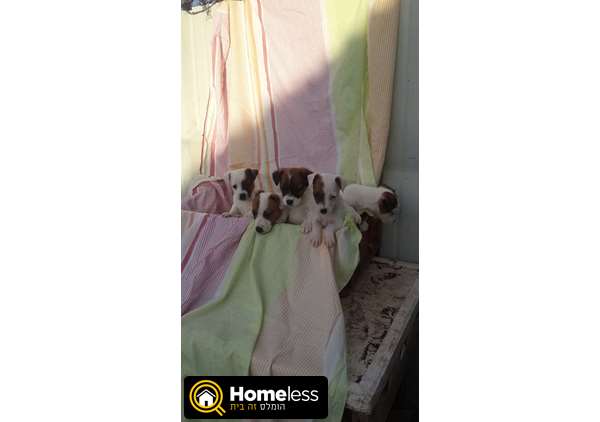 תמונה 2 ,כלבים גק ראסל טרייר   גיק למכירה בכפר חושן