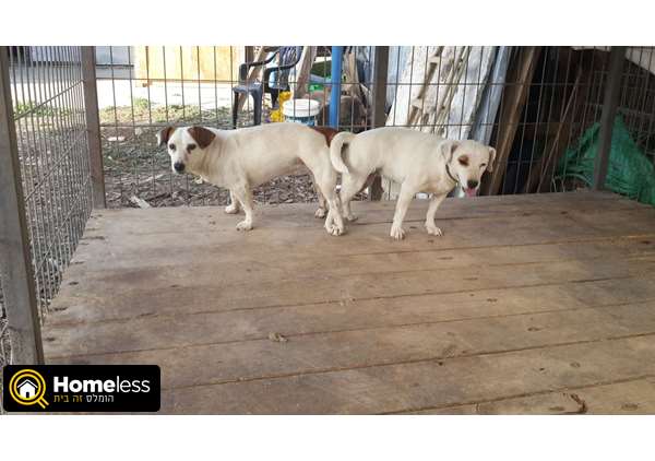 תמונה 4 ,כלבים גק ראסל טרייר   גיק למכירה בכפר חושן