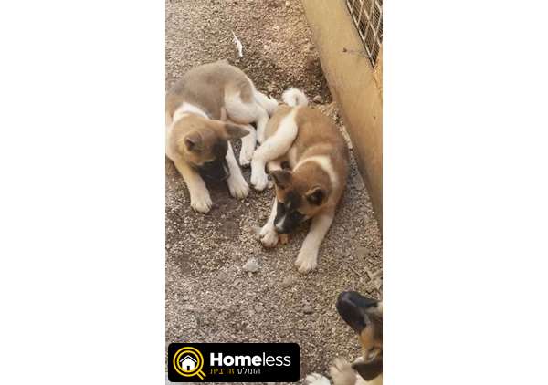 תמונה 2 ,כלבים אקיטה יפני   אמריקאי  למכירה בסאג'ור