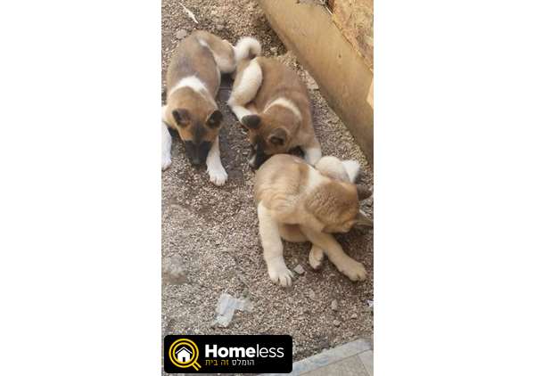תמונה 3 ,כלבים אקיטה יפני   אמריקאי  למכירה בסאג'ור