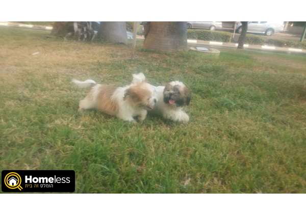 תמונה 1 ,כלבים שי צו   גור שיצו למכירה ברמת גן