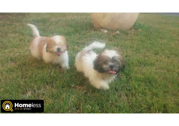 תמונה 2 ,כלבים שי צו   גור שיצו למכירה ברמת גן