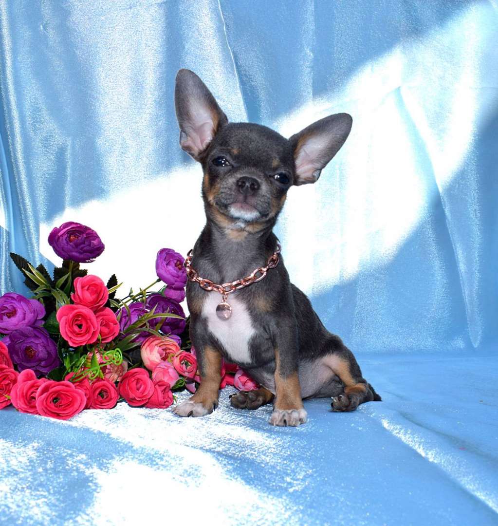 תמונה 1 ,כלבים צ`יוואווה   Chihuahua  למכירה בחיפה