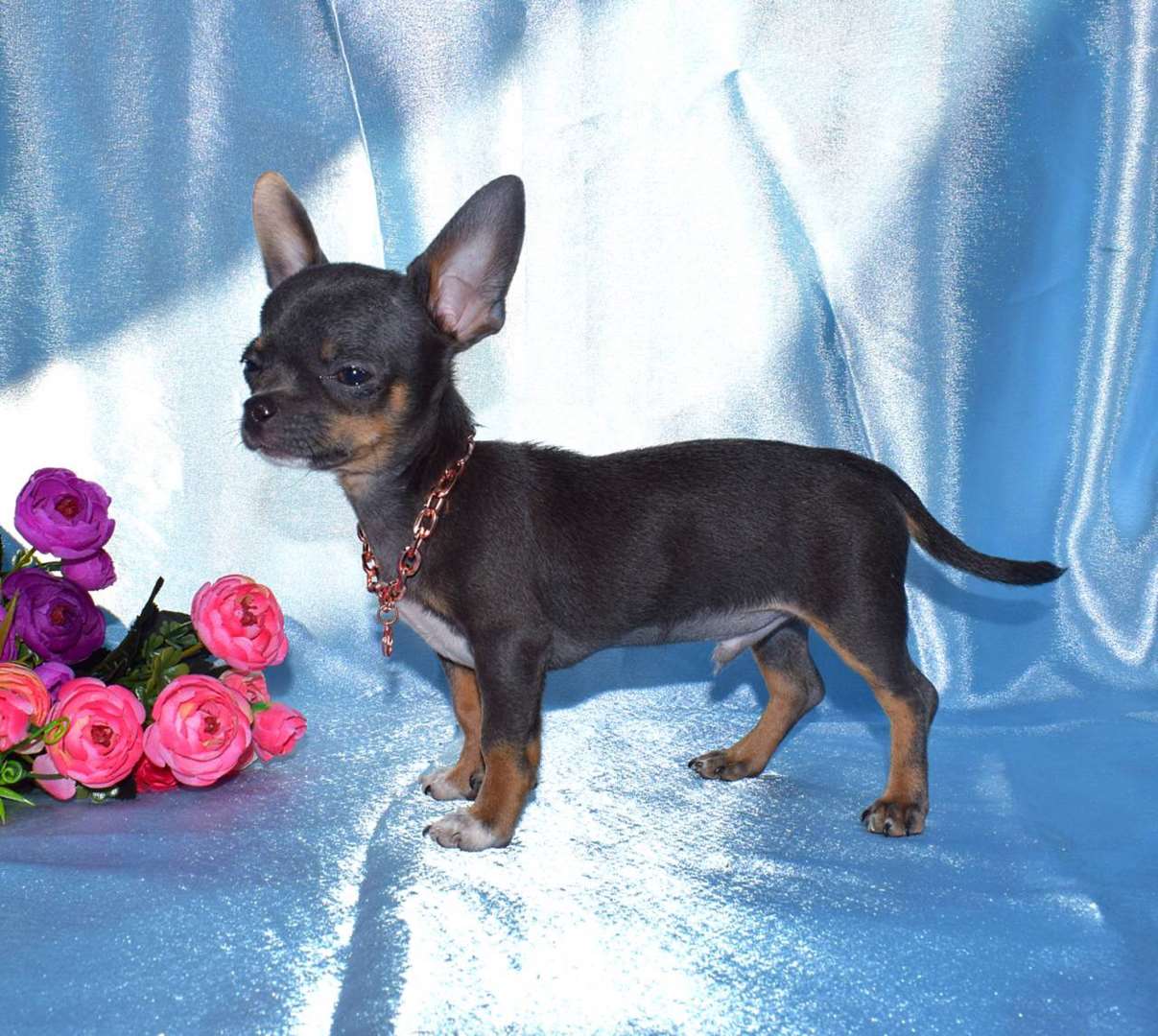 תמונה 2 ,כלבים צ`יוואווה   Chihuahua  למכירה בחיפה
