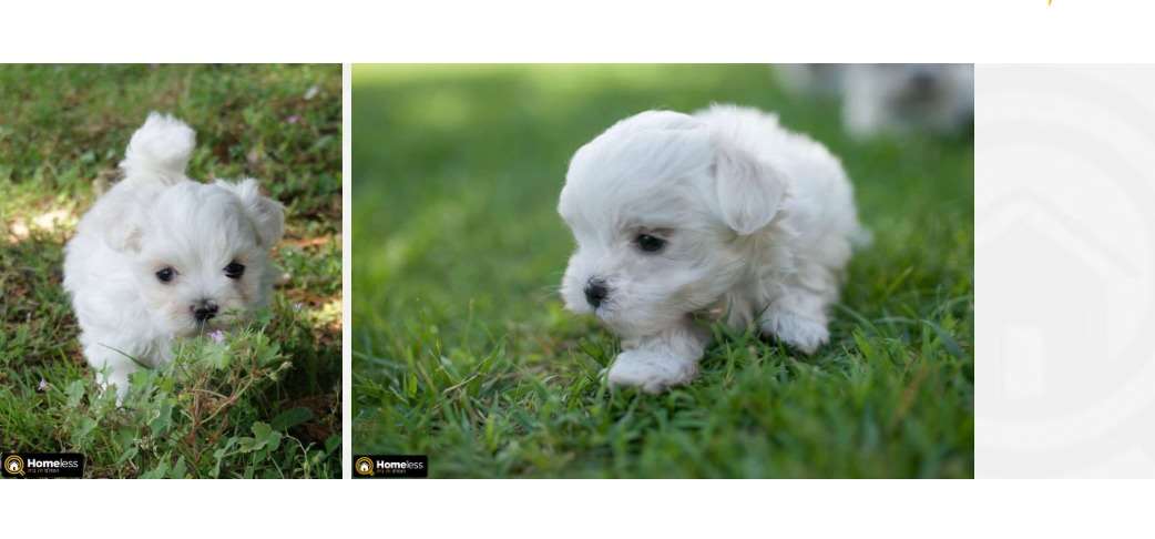 תמונה 3 ,כלבים מלטז   גורי מלטז מדהימים למכירה בפתח תקווה