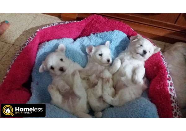תמונה 1 ,כלבים מלטז   אנה למכירה בטבריה