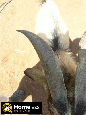 תמונה 3 ,חיות משק עיזים   עז ננסי למכירה בחמרה