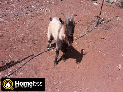 תמונה 4 ,חיות משק עיזים   עז ננסי למכירה בחמרה