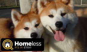 תמונה 1 ,כלבים אקיטה יפני   מעוניין לקנות אקיטה יפני מעוניין לקנות בכל האר