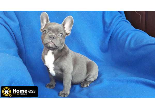 תמונה 2 ,כלבים בולדוג צרפתי   נסיך בצבע תכלת למכירה בתל אביב