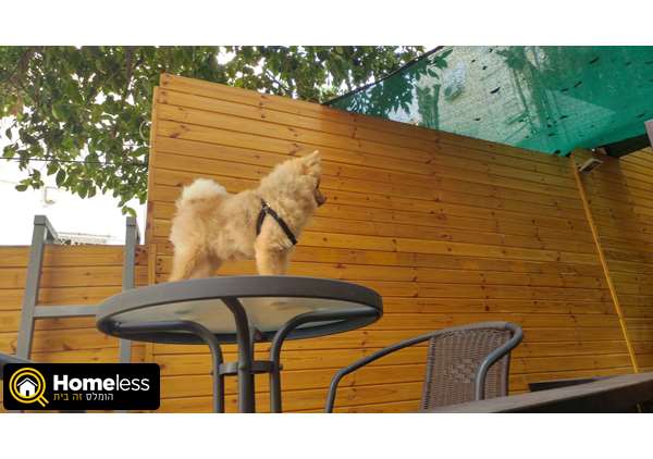 תמונה 4 ,כלבים פומרניאן   קוקו למכירה בחיפה