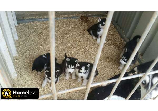 תמונה 2 ,כלבים האסקי סיביר   אמיר למכירה בטירה
