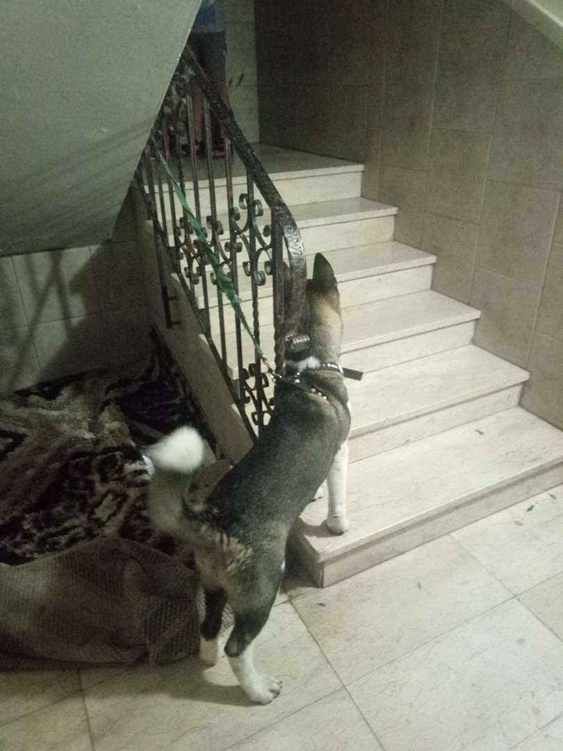 תמונה 2 ,כלבים אקיטה יפני   אקיטה אמריקאי למכירה בנצרת עילית