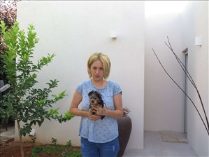 כלבים יורקשייר טרייר תל אביב והמרכז 