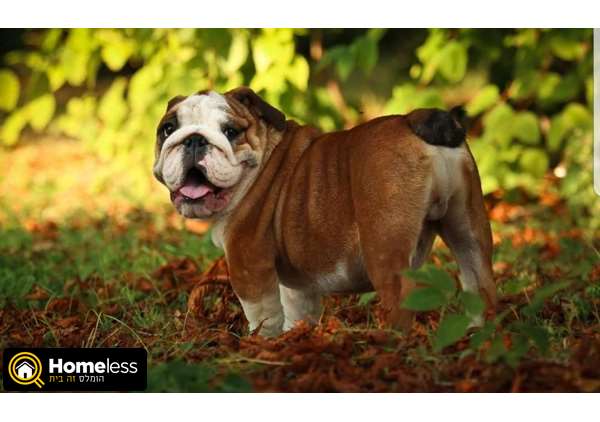 תמונה 2 ,כלבים בולדוג אנגלי   קו תערוכה  למכירה בתל אביב