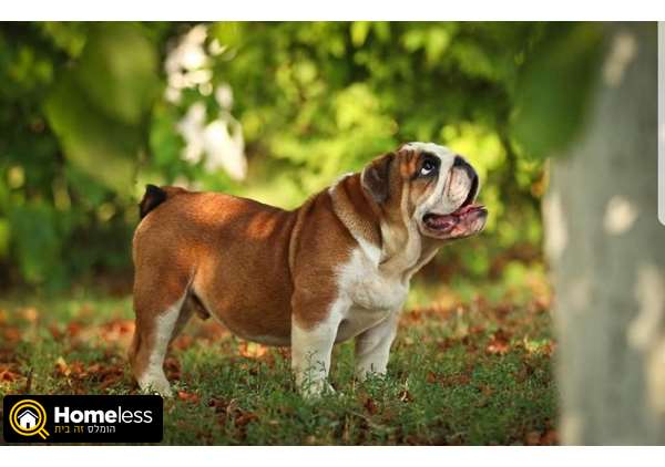 תמונה 3 ,כלבים בולדוג אנגלי   קו תערוכה  למכירה בתל אביב