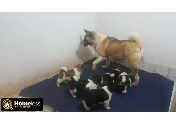 תמונה 1 ,כלבים אקיטה יפני   גורים אקיטה אמריקאי למכירה ברמלה