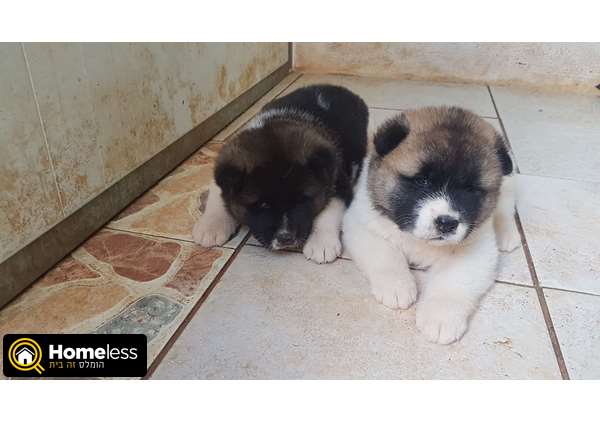 תמונה 2 ,כלבים אקיטה יפני   גורים אקיטה אמריקאי למכירה ברמלה