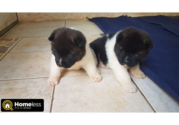 תמונה 3 ,כלבים אקיטה יפני   גורים אקיטה אמריקאי למכירה ברמלה