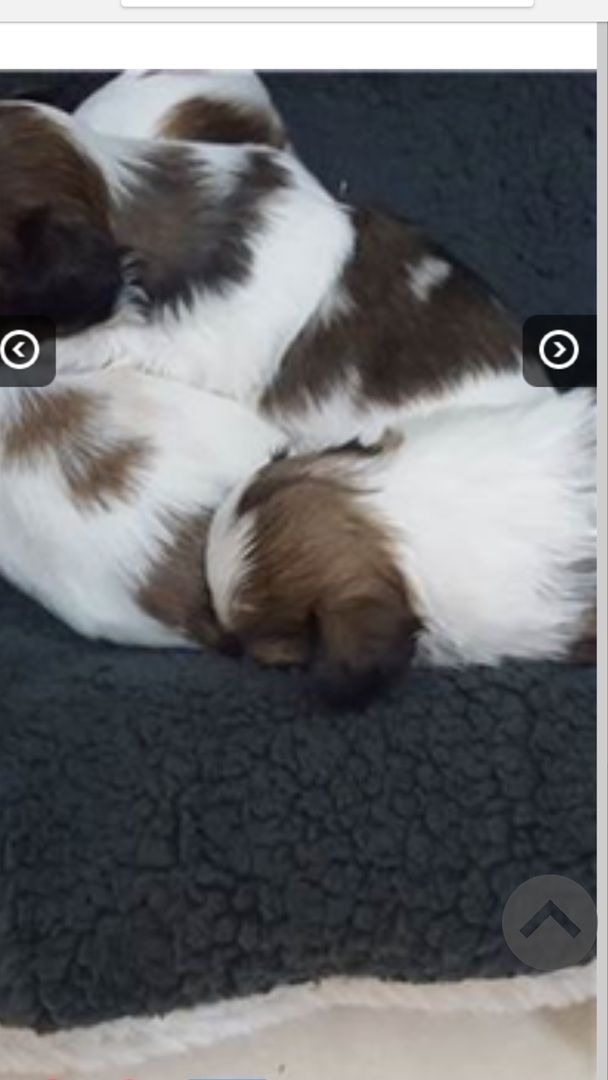 תמונה 1 ,כלבים שי צו   שיצו למכירה בקרית מוצקין