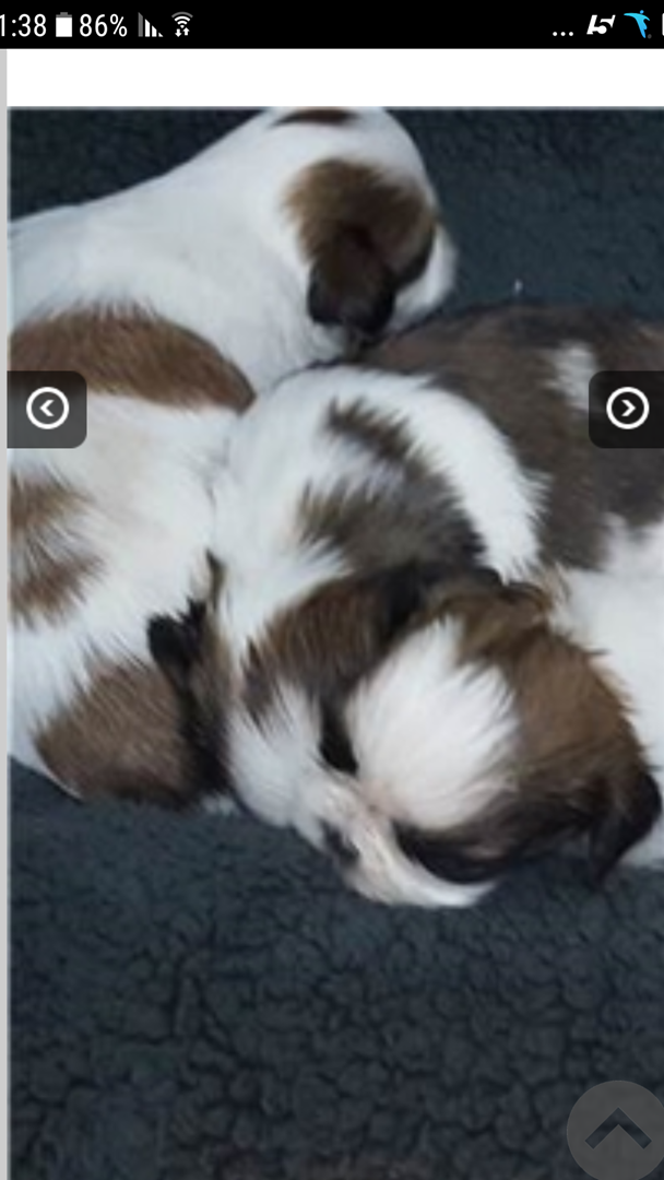 תמונה 2 ,כלבים שי צו   שיצו למכירה בקרית מוצקין