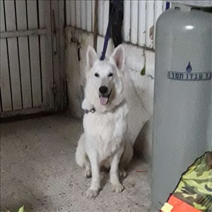 כלבים רועה שוויצרי לבן מודיעין והסביבה 