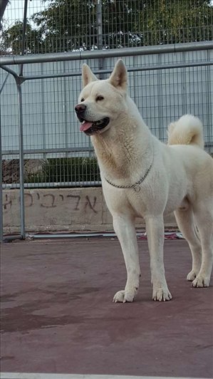 כלבים אקיטה יפני  