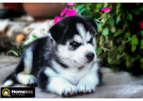 תמונה 1 ,כלבים האסקי סיביר   האסקי סיבירי גזעי למכירה בשפיה 
