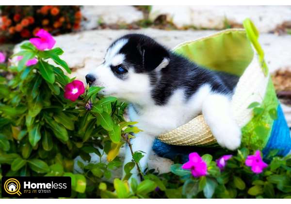 תמונה 3 ,כלבים האסקי סיביר   האסקי סיבירי גזעי למכירה בשפיה 