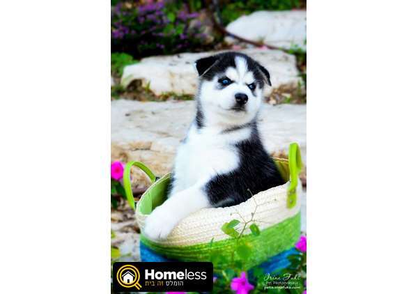 תמונה 4 ,כלבים האסקי סיביר   האסקי סיבירי גזעי למכירה בשפיה 