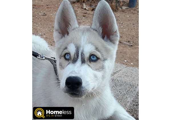 תמונה 1 ,כלבים האסקי סיביר   סנואו למכירה בגני תקווה