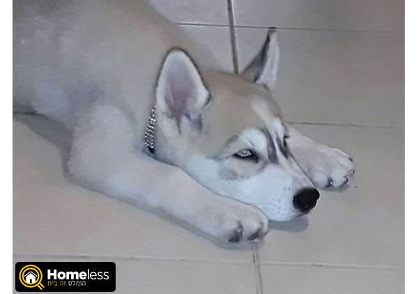 תמונה 3 ,כלבים האסקי סיביר   סנואו למכירה בגני תקווה