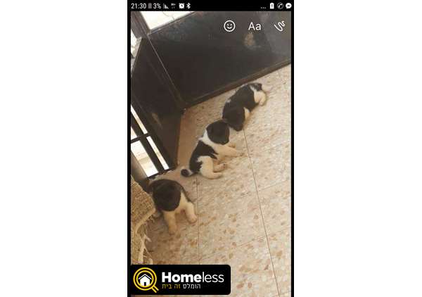 תמונה 2 ,כלבים אקיטה יפני   גורי אקיטה אמריקאי איכותיים למכירה בהגליל והגולן