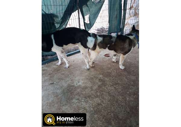 תמונה 4 ,כלבים אקיטה יפני   גורי אקיטה אמריקאי איכותיים למכירה בהגליל והגולן