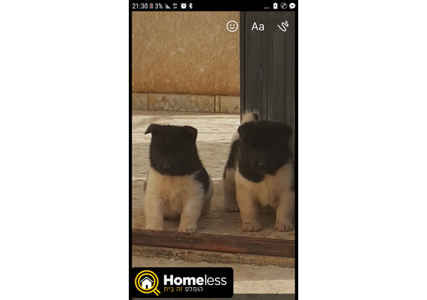 תמונה 1 ,כלבים אקיטה יפני   אקיטה אמריקאי למכירה בעלמה