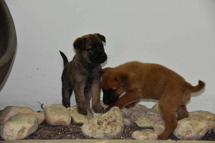 תמונה 4 ,כלבים רועה בלגי   גורי מלינואה למכירה ברמת ישי