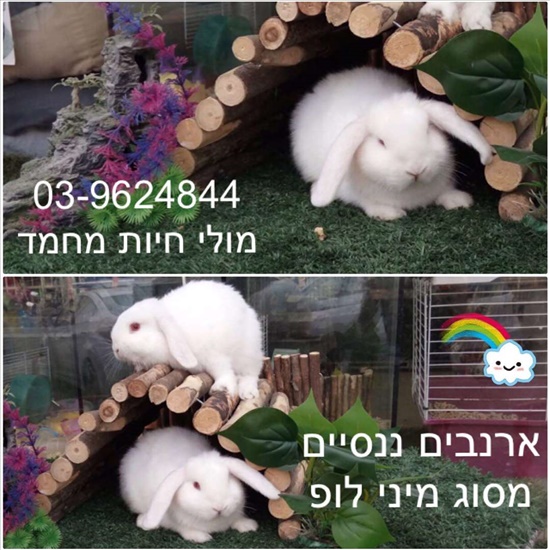 ארנב ננסי שמוט אוזנים מיני לופ מכרסמים - ארנבות