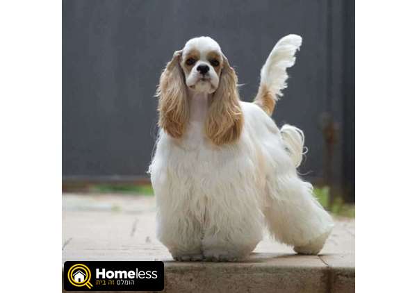 תמונה 1 ,כלבים קוקר ספנייל   פיבי למכירה בשוהם