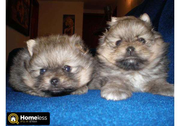 תמונה 3 ,כלבים פומרניאן   . למכירה בבית שאן
