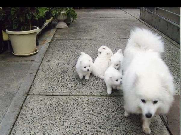תמונה 3 ,כלבים שפיץ מעורב   שפיץ יפני למכירה בבית שמש