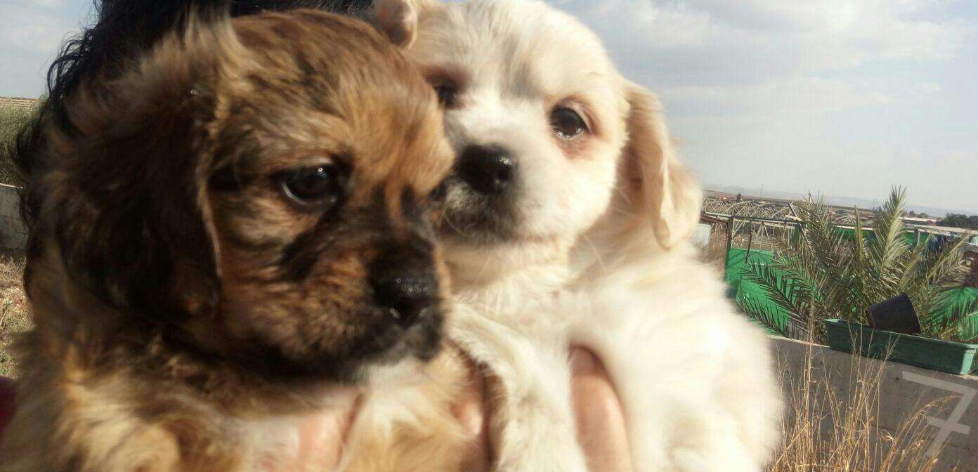 תמונה 1 ,כלבים שי צו   שיצו בשילוב טרייר למכירה בקרית גת